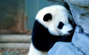 Panda-agtergrond — Panda Muurpapier