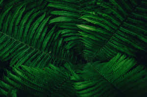 Groen Natuur agtergrond — MacBook Pro 16 Muurpapier