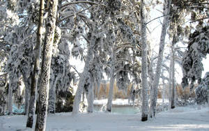 Voorskou agtergrond sneeu, bome, winter