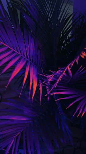 Lewe-estetika — Donker pers estetika Muurpapier