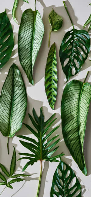 Groen Plant Esteties — Motorola Edge 70 Muurpapier