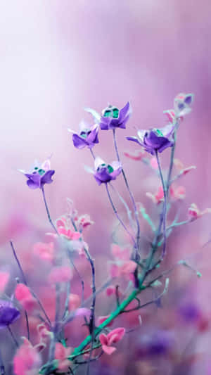 Pienk Blomme-agtergrond