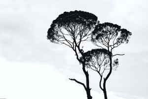 Onderskrif: Elegante Monochroom Abstrakte Ontwerp — Estetiese swart en wit Muurpapier