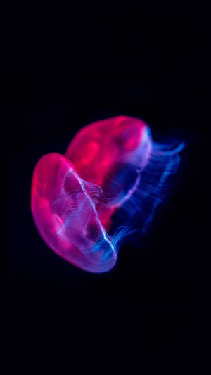 Oled Magenta Jellievis-agtergrond — OLED Muurpapier