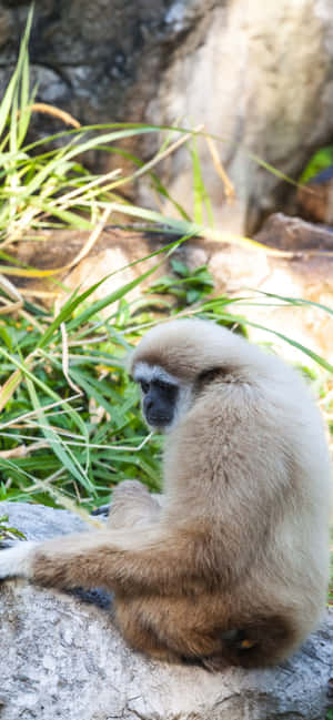 Iphone Xs Max Gibbon Agtergrond — Oppo F31 Muurpapier