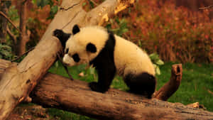 Panda Agtergrond — Panda Muurpapier