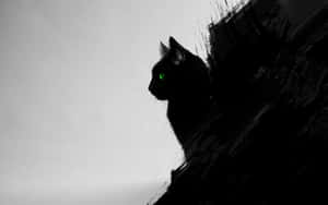 Swart Kat prente — Cat Noir Muurpapier