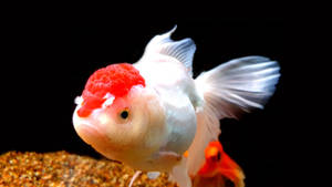 Oranda goud koel vis agtergrond