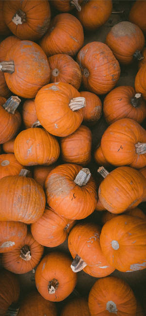 Orange Pumpkins Thanksgiving iPhone Background — iPhone 18 Pro Max Muurpapier