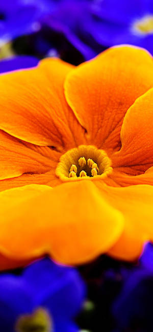 Oranje Primrose Blom muurpapier — iPhone 17 Muurpapier