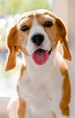 Oulike Beagle Hond Tong Uit — POCO Pad C1 Muurpapier