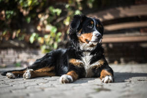 Oulike Berner Hond Onder Die Son — Oulike hond Muurpapier