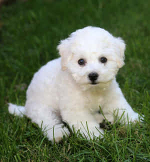 Bichon Frise Prente — Honor Magic V Flip 2 Muurpapier