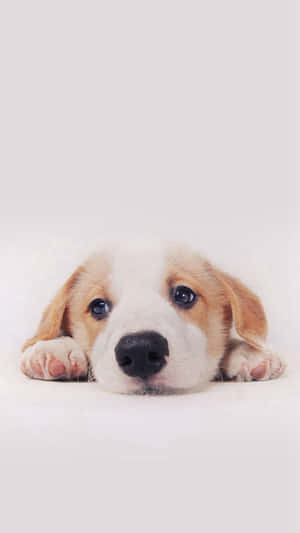 Oulike donsige hond wat vir die kamera poseer — Oulike hond Muurpapier