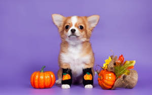 Oulike Estetiese Halloween Hond — Oulike estetiese halloween Muurpapier