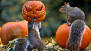 Oulike Halloween-eekhorings agtergrond. — Oulike Halloween Muurpapier