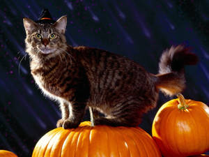 Oulike Halloween tabby kat-agtergrond. — Oulike Halloween Muurpapier