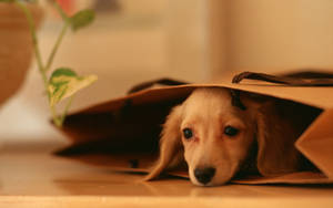 Oulike Hond Binne Bruin Sak — Oulike hond Muurpapier