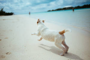 Oulike Hond Hardloop Op Die Strand — Oulike hond Muurpapier
