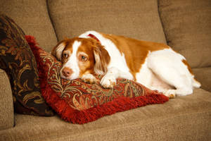 Oulike Hond Hartseer Brittany — Oulike hond Muurpapier