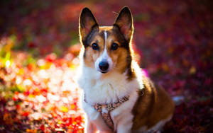 Oulike Hond Kleurige Blare — Oulike hond Muurpapier