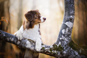 Oulike Hond Klim Op Boom — Oulike hond Muurpapier