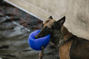 Oulike Hond Met Blou Bal — Oult blou Muurpapier