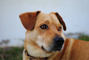 Oulike Hond wat langs kyk — Snoesige hondjie Muurpapier