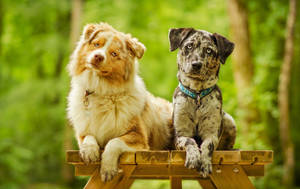 Oulike Hond Op Piekniektafel — Snoesige hondjie Muurpapier