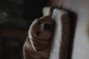 Oulike Hond Op Wit Kussing — Oulike hond Muurpapier