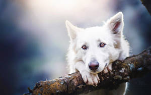 Oulike Hond wat aan Tak Vasklou — Oulike hond Muurpapier