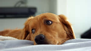 Oulike Hond wat op Gras Ontspan — Oulike hond Muurpapier
