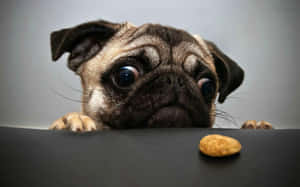 Oulike Hondjie wat in 'n Knus Ruimte Ontspan — Oulike hond Muurpapier