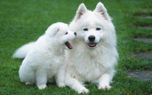 Oulike Hondjie met Alaskan Malamute