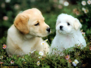 Oulike Hondjie en Bruin Golden Retriever