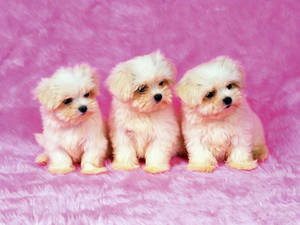 Drie Oulike Shih Tzu-hondjies