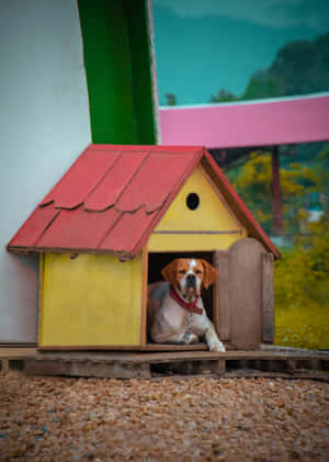 Hondshuis Prente — OnePlus Pad 2 Pro Muurpapier