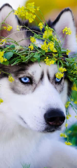 Oulike Husky Prente — iPhone 15 Pro Max Muurpapier