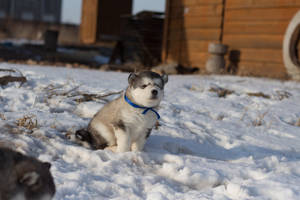 Oulike Husky Met Blou Kraag — Oult blou Muurpapier