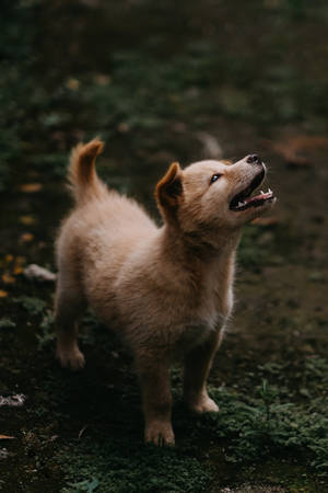 Oulike Jindo-hond op Gras — Oulike hond Muurpapier