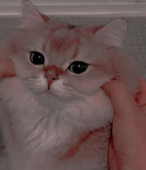Estetiese katfoto's — Estetiese kat Muurpapier