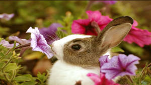 Oulike Lente Baba Hasie