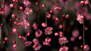 Oulike Lente Bloeisels Wingerde