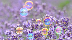 Oulike Lente Borrels