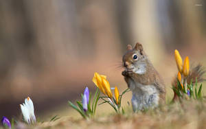 Oulike Lente-eekhoring — Oulike lente Muurpapier