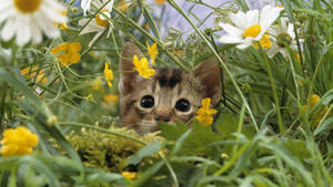 Oulike Lente Kitten