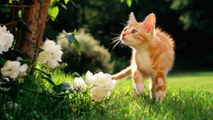 Oulike Lente Nuwuskierige Kat