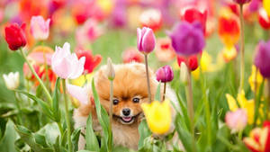Oulike Lente Pomeranian Hond