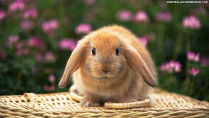 Oulike Lente Rooi Hasie