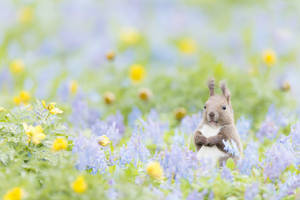 Oulike Lente Rooi Eekhoring